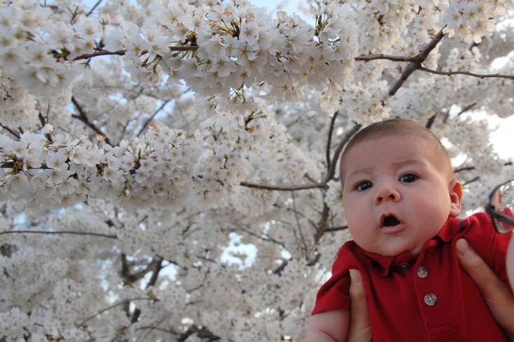first cherry blossoms