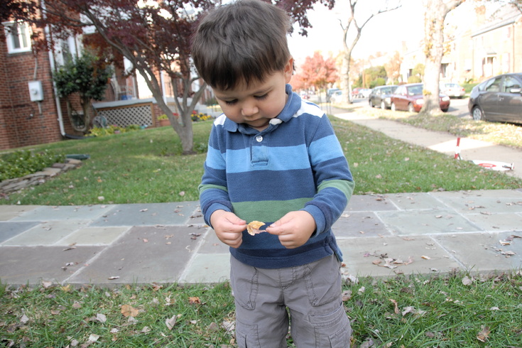examining a leaf