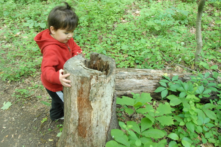 examining a stump