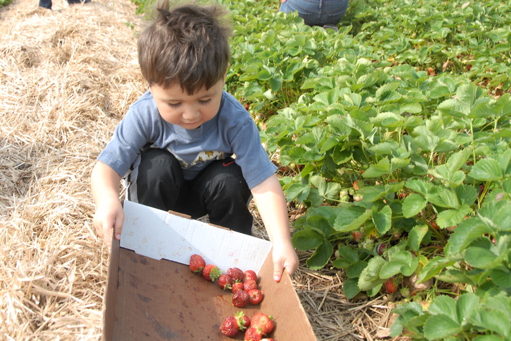 helping pick strawberries