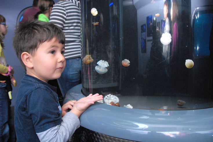 jellyfish at baltimore aquarium