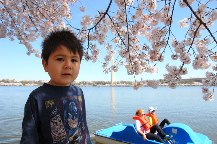 DC's cherry blossoms