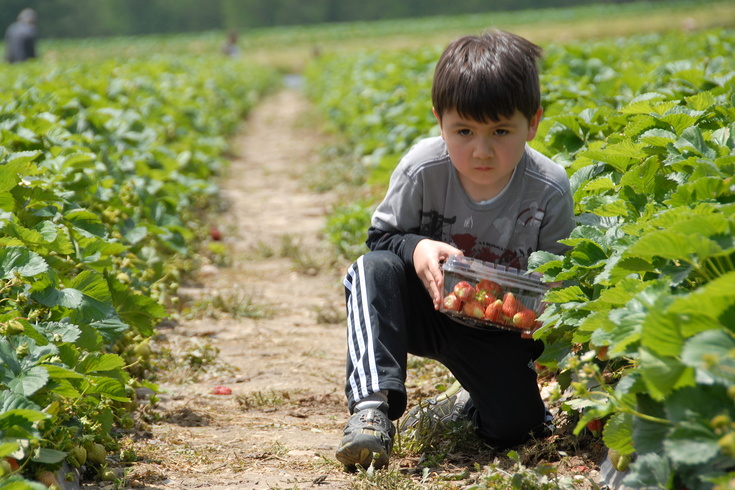strawberry picking field trip