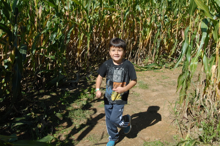 in the corn maze