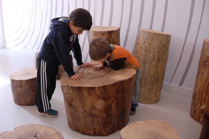 counting tree rings