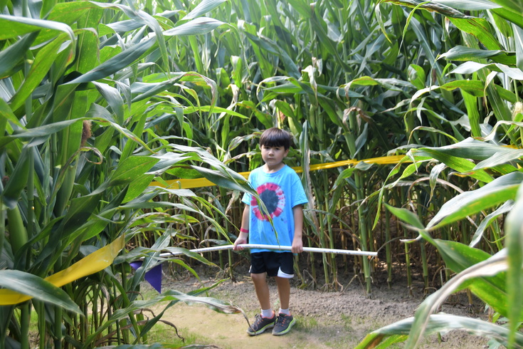 leading us into the corn maze