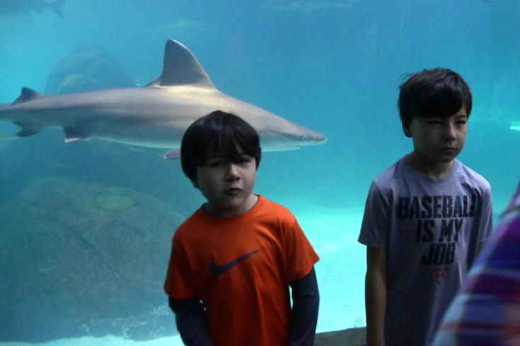 in front of the shark