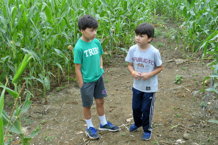 in the corn maze