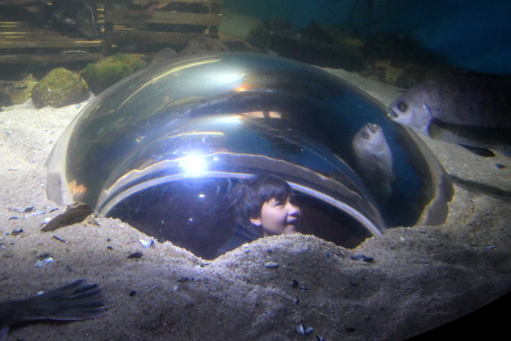 inverted fishbowl