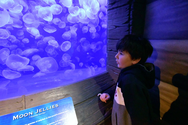 moon jellies
