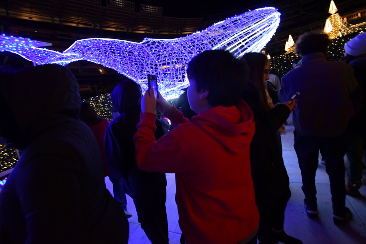 Photo of Enchant Whale Lights